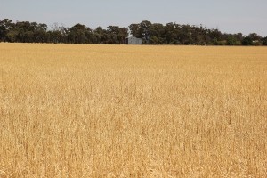 Photo of wheat field - concerns for rural health funding cuts
