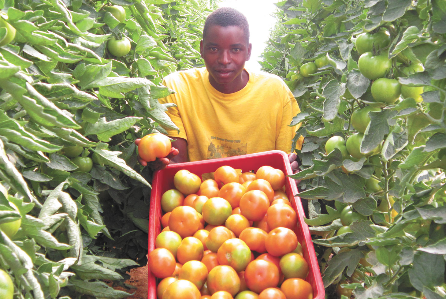 Zimbabwe tomatoes 