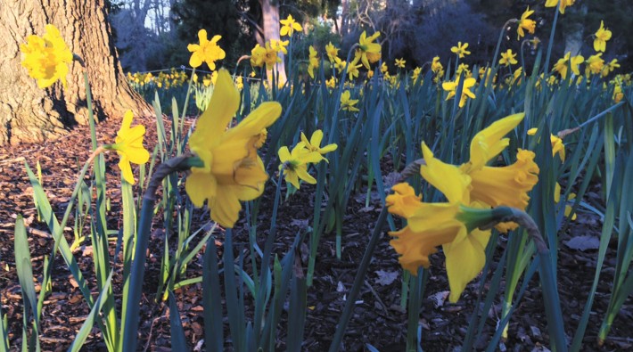 daffodils