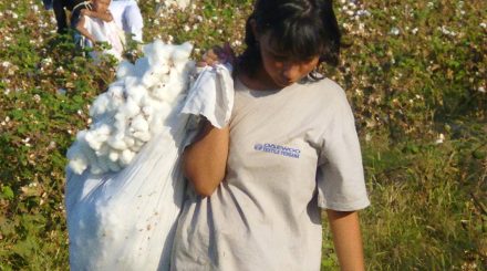 cotton uzbekistan