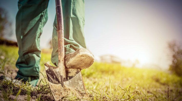Gardener digging in a garden with a shovel.